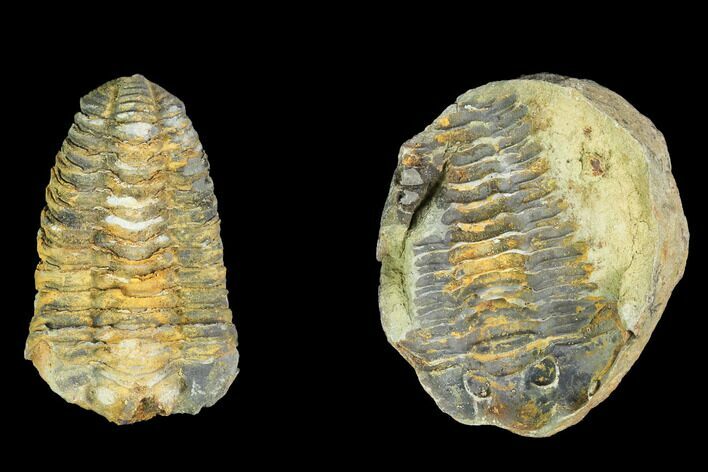 Fossil Calymene Trilobite Nodule - Morocco #100012